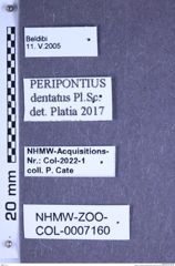 Etiketten zu Peripontius dentatus (Platia & Schimmel, 1991) (NHMW-ZOO-COL-0007160)